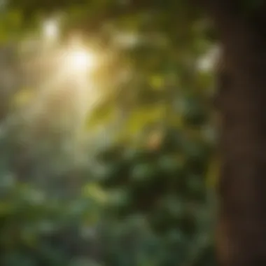 Sunlight filtering through avocado tree branches