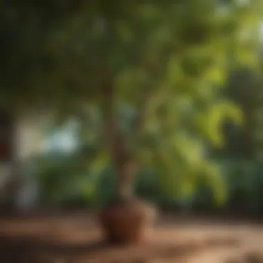 Healthy avocado tree with lush green leaves