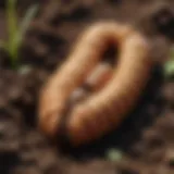 Close-up view of grubs in soil