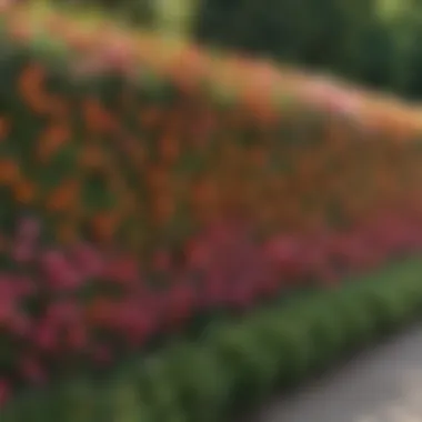 A variety of colorful flowering hedge plants