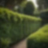 Lush green fence hedge providing privacy in a garden setting