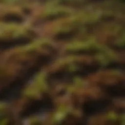 Close-up of peat moss showcasing its texture and moisture retention properties