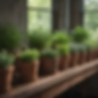 A vibrant array of herbs in various containers showcasing diversity