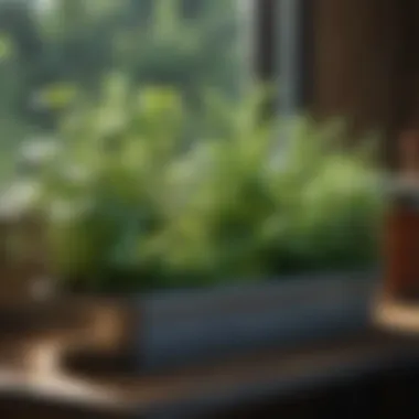 Innovative container designs for herb gardening