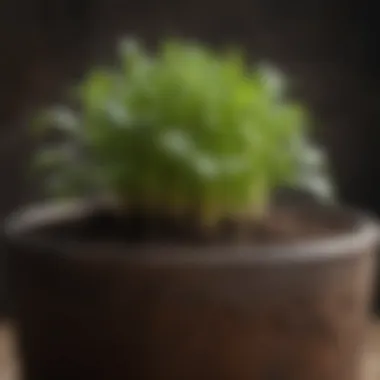 Healthy Soil and Roots of Container Herbs Close-up of soil and roots in a well-maintained herb pot