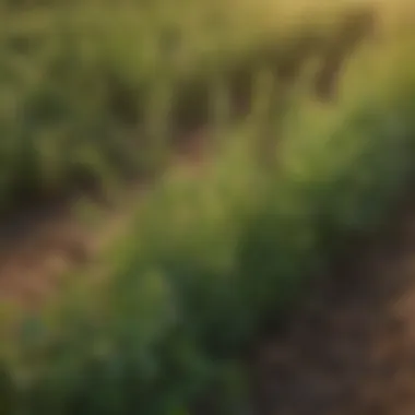 Lush chickpea plants in a vibrant field