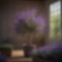 Vibrant potted lavender tree showcasing rich purple blooms