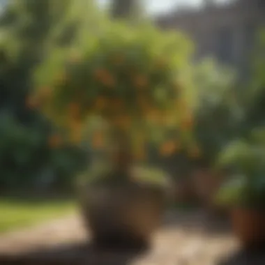 Lush fruit plants being watered in a sunny garden