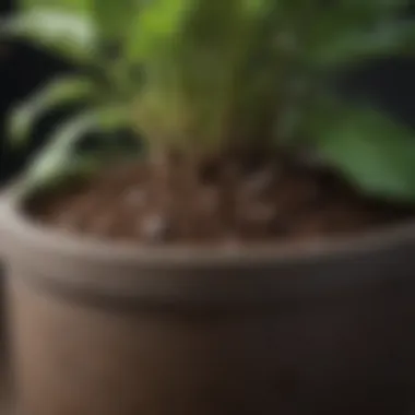Rich Soil Composition for Fruit Plants Close-up of rich soil composition in a pot