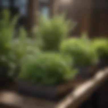 An organized herb garden display with labels for each herb variety