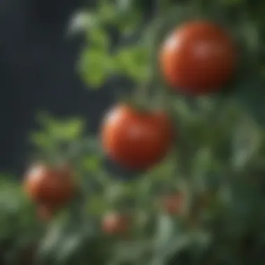 Close-up of thriving tomato plants with ripe fruits