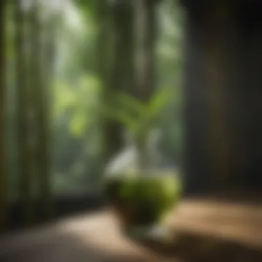 Chemical Solutions for Bamboo Chemical solutions for bamboo eradication