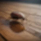 Close-up of a waterbug on a wooden surface