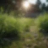 Close-up view of healthy grass contrasting with weeds