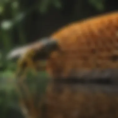 Visual representation of wasp behavior patterns and nesting preferences