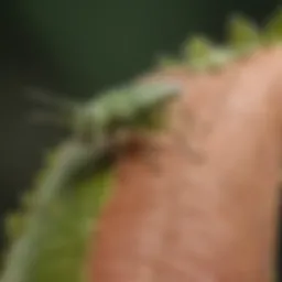 A close-up of aphids on a green leaf