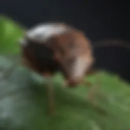 A close-up view of a stink bug on a leaf