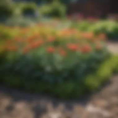 Healthy Flower Bed After Weed Elimination Healthy flower bed after weed elimination
