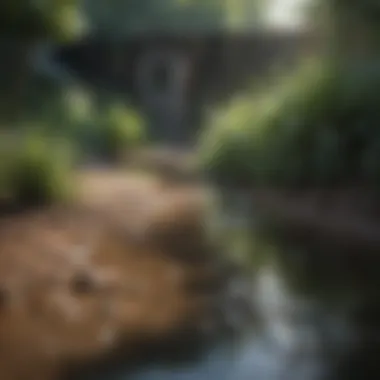 A landscape showing standing water, highlighting the importance of drainage