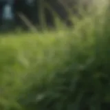 Close-up of lush green grass with intrusive weeds