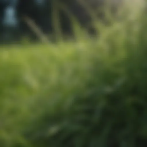 Close-up of lush green grass with intrusive weeds