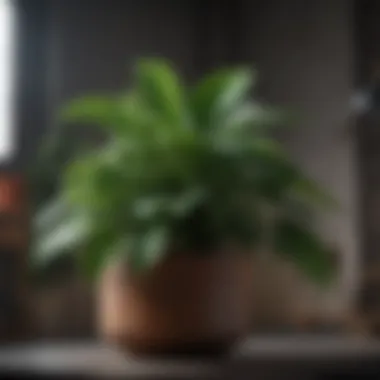 Healthy houseplant thriving without gnats