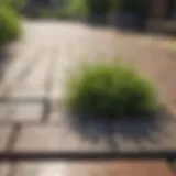 Close-up view of grass and weeds thriving between pavers