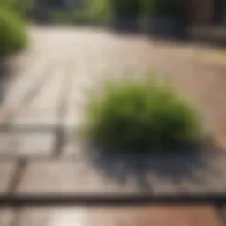 Close-up view of grass and weeds thriving between pavers