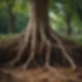 Illustration of a healthy tree with visible root system