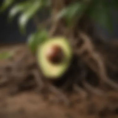 A close-up view of soil and roots of an avocado plant