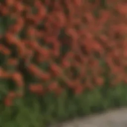 Vibrant flowering hedge in full bloom showcasing rich colors