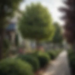 A vibrant display of various trees available at Lowes