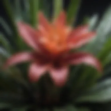 A lush Aechmea plant with striking inflorescence resembling the unique structure of bromeliads.