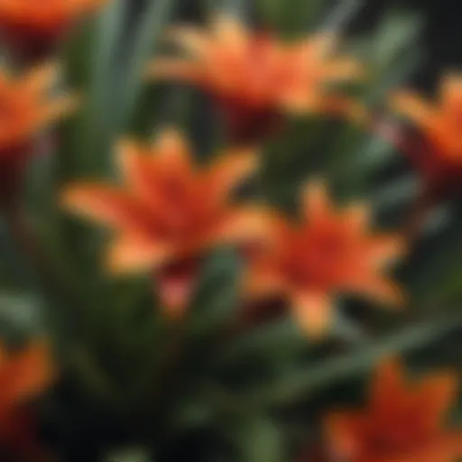 A vibrant Guzmania plant showcasing bright red and yellow bracts similar to bromeliads.