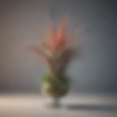 An elegant Tillandsia plant demonstrating its air plant characteristics and minimal care needs.
