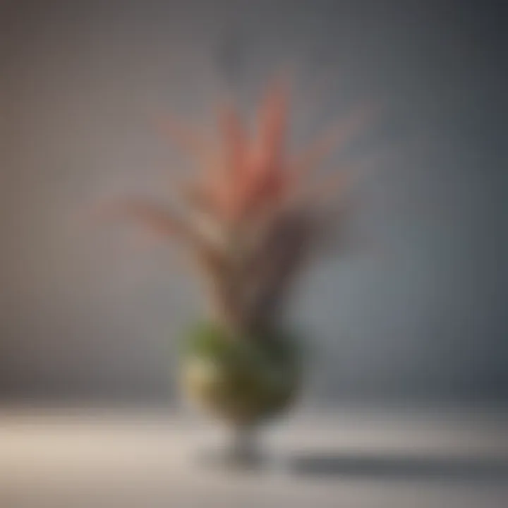 An elegant Tillandsia plant demonstrating its air plant characteristics and minimal care needs.
