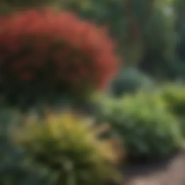 Diverse Shade Plants for Zone 5 An array of shade plants suitable for gardening in Zone 5