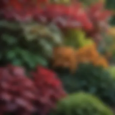 Vibrant Foliage in Zone 5 Close-up of vibrant foliage ideal for Zone 5 shade gardens