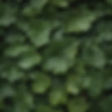 Close-up of leaves from a shade-tolerant tree showing unique adaptations