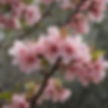 Close-Up of Blossoms on a Tree Close-up view of a flowering tree branch, displaying an intricate pattern of blossoms and budding leaves, illustrating the beauty of nature.