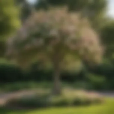 A well-maintained crab apple tree, adorned with clusters of white and pink blossoms, surrounded by lush green foliage.