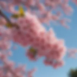 A vibrant flowering cherry tree in full bloom, showcasing delicate pink flowers against a clear blue sky.