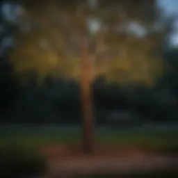 Elegant solar-powered hanging lights illuminating a tree at dusk