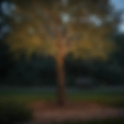 Elegant solar-powered hanging lights illuminating a tree at dusk