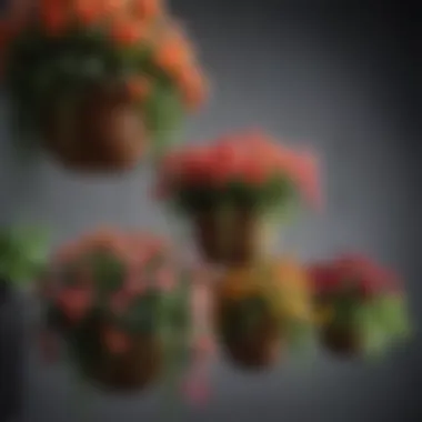 Diverse Varieties of Flowers for Hanging Planters A vibrant selection of flowers suitable for hanging planters showcasing diversity.