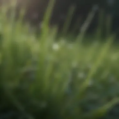 Close-up of soft grass blades with dew