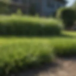 A lush green lawn showcasing different grass types