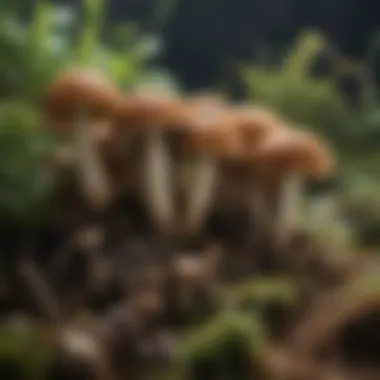 Close-up of various mushroom species