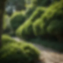 Lush green evergreen shrubs in a well-maintained garden