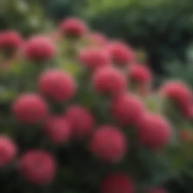 Close-up of colorful blooms on an evergreen shrub